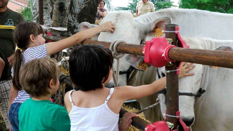 Imola, animali e ortofrutta protagonisti della Fiera agricola