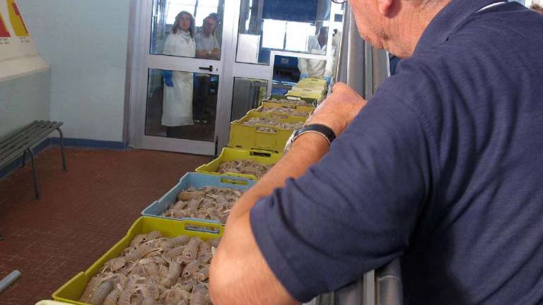 Il crollo delle triglie fa calare il Mercato ittico di Cesenatico