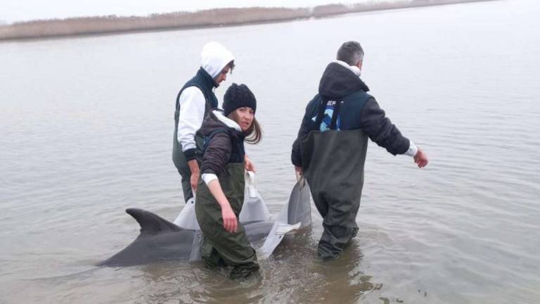 Fondazione Cetacea salva un delfino
