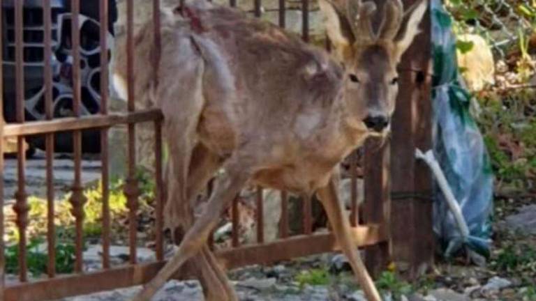 Morto il piccolo capriolo incastrato nelle sbarre del cancello