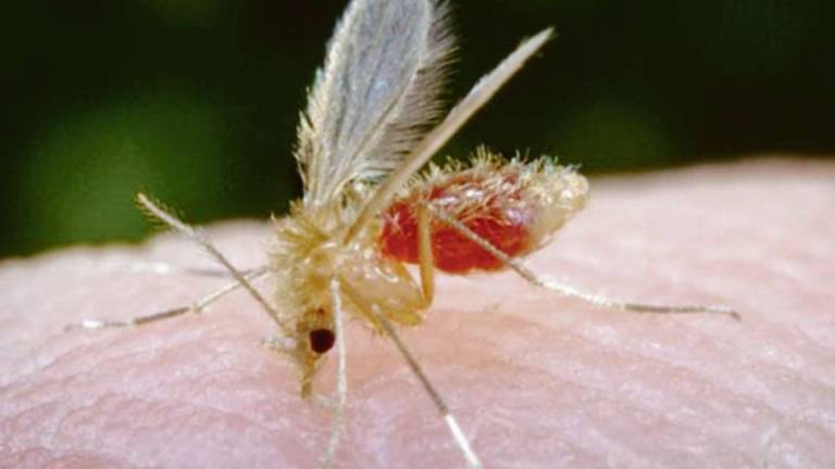 Cesena, Toscana virus: 10 ricoverati al Bufalini con la meningite