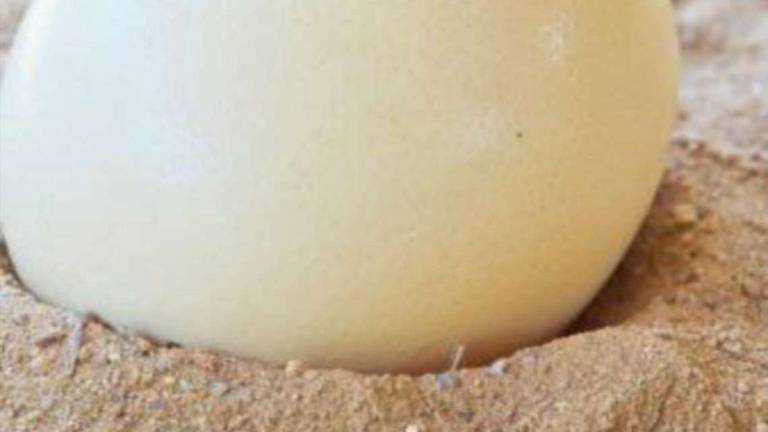 Grazie a un guscio d’uovo scoperti i primi cambiamenti climatici