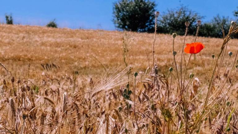 Ravenna, la guerra e il business del grano