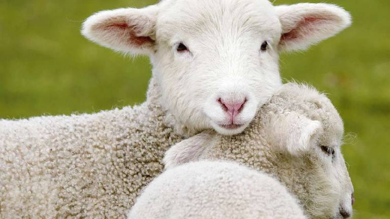 Stop alla mattanza di agnelli a Pasqua