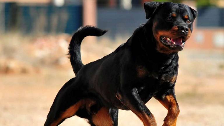 Santarcangelo. Difende il suo cane e viene azzannata da rottweiler