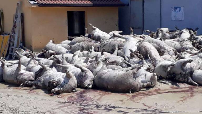 Faenza, cataste di maiali morti annegati a Prada