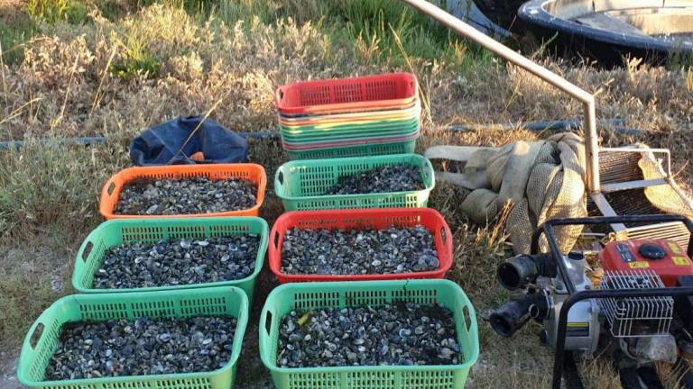 Sorpresi con 150 chili di vongole: fuga e panico a Porto Corsini