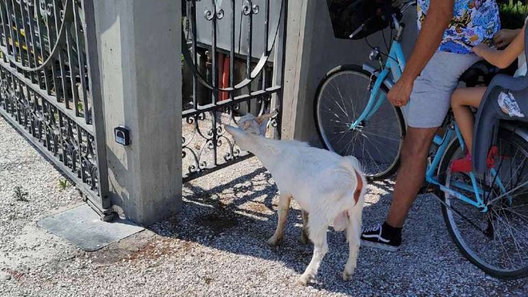 Savignano, vagava per la strada a Bastia: in salvo una capretta