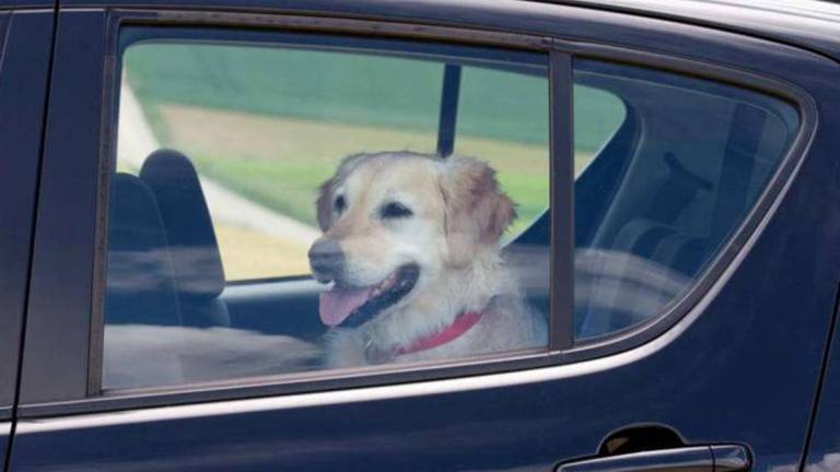 Lasciare il cane in auto al caldo è un reato