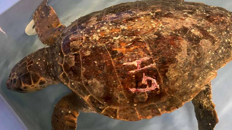 Cesenatico, la tartaruga torturata riportata in mare