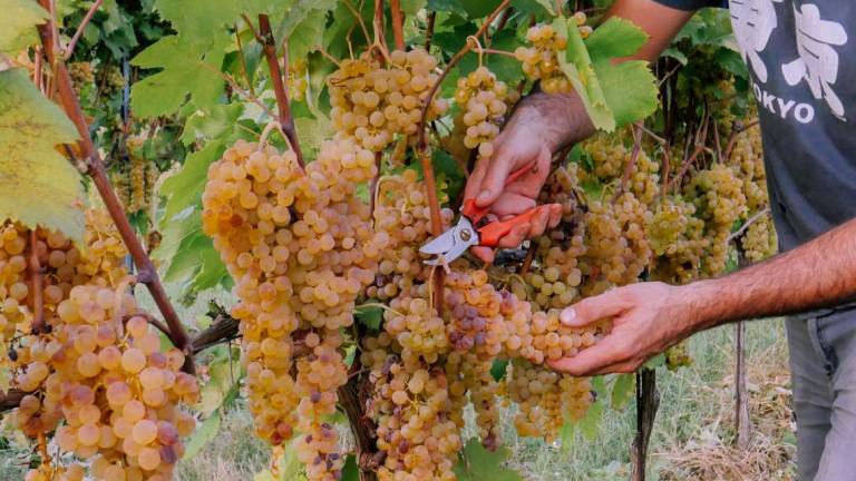 La Terra Madre del vino in fiera a Bologna