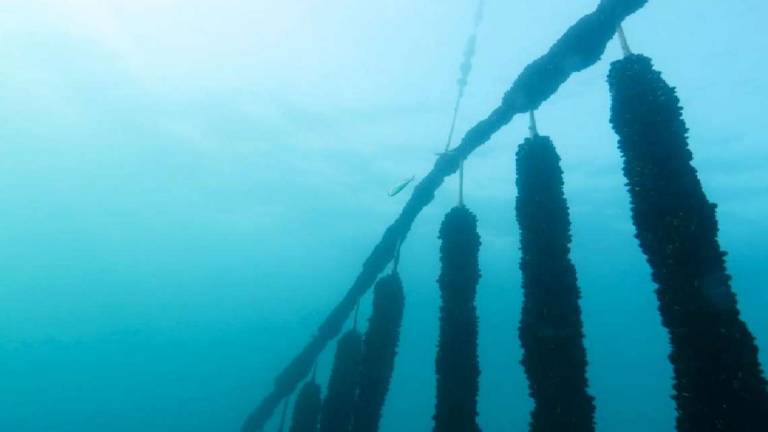 La cozza romagnola e la sfida della qualità