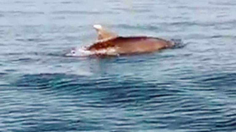 Cesenatico, gruppo di delfini avvistato vicino a riva a Zadina