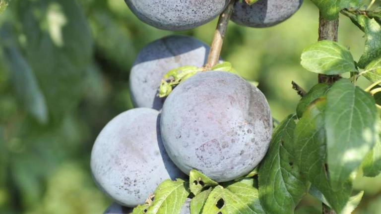 Frutta estiva: 2020 drammatico per le produzioni anche a Cesena