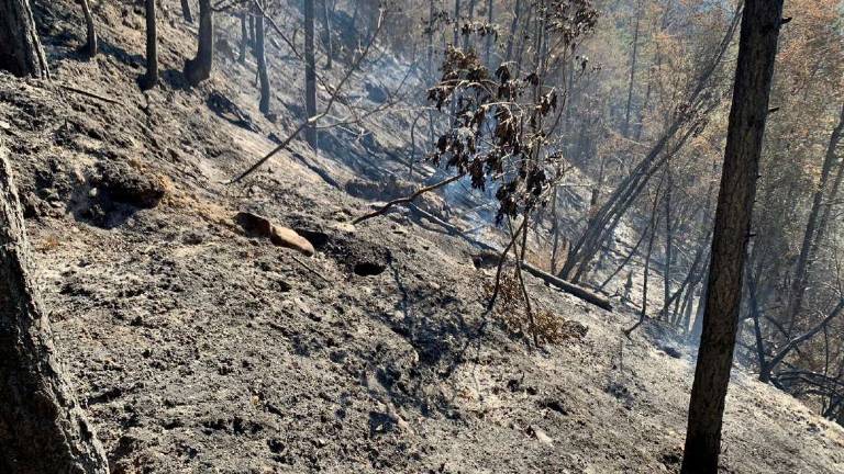 Prorogata anche a Cesena e comprensorio l'allerta incendi