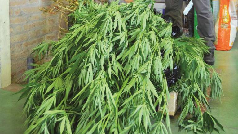 Due piante di marijuana, arrestato 44enne a Ravenna