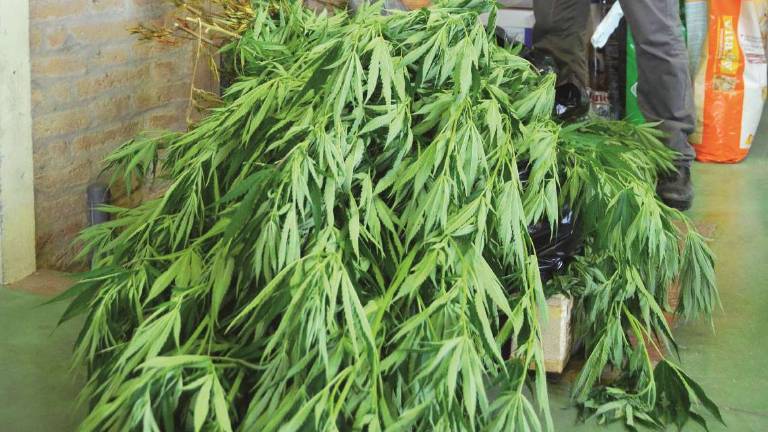 Due piante di marijuana, arrestato 44enne a Ravenna