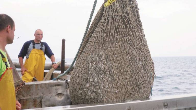 Cesenatico, alici da rilanciare: pescherecci dimezzati in 3 anni