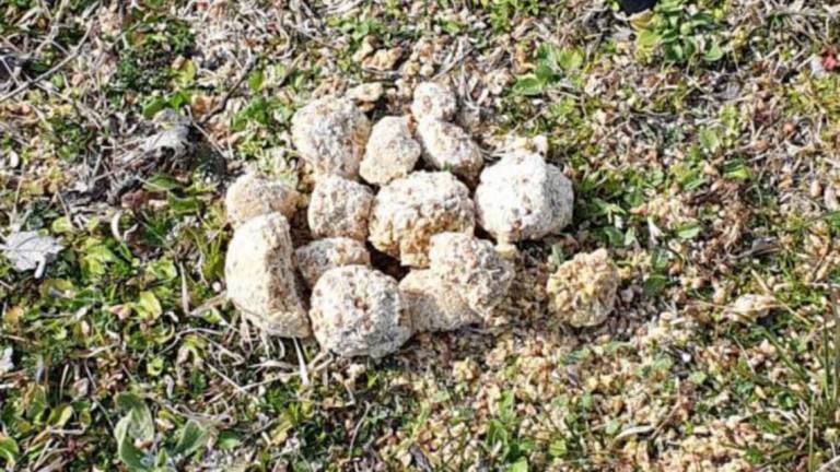 Ravenna, allarme polpette avvelenate al parco Urbani