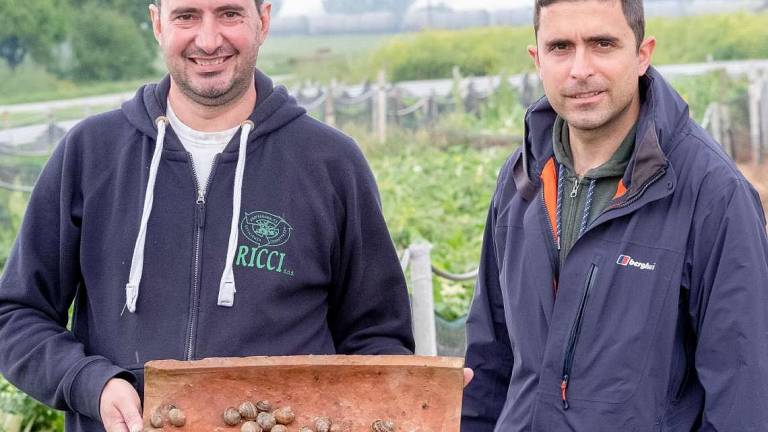 Ecco le chiocciole romagnole dal “pascolo” biologico alla tavola