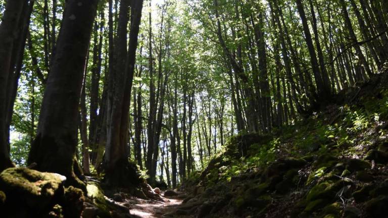 Il direttore del parco delle Foreste Casentinesi: Proteggiamo gli alberi, sono la nostra salvezza