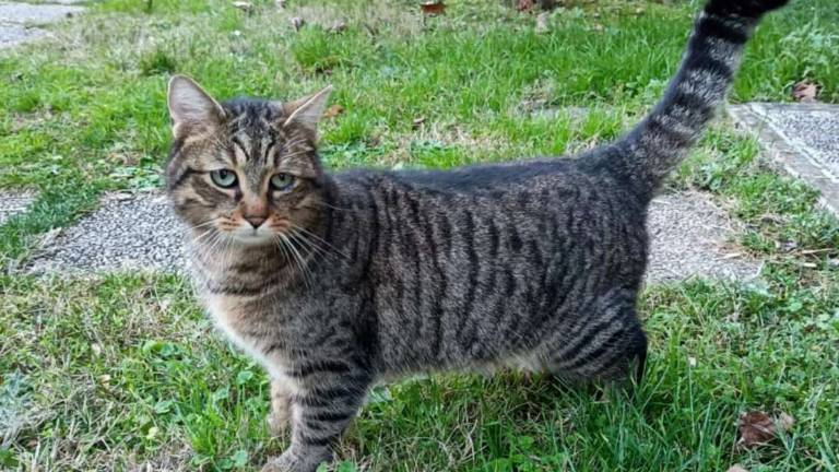 Kilo, gatto giramondo milanese ritrovato a Imola dopo 300 km di viaggio