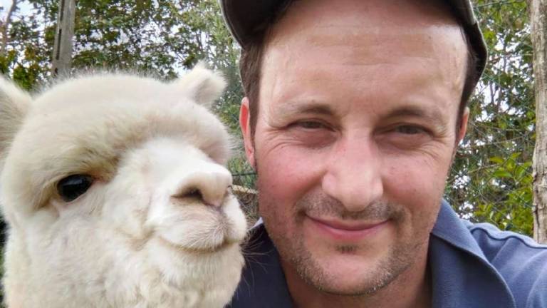 A Cesena sta crescendo un allevamento di alpaca: Sono animali incredibili