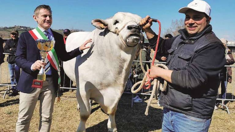 Morciano. Il toro Indovinello re della Fiera di San Gregorio: pesa 1.300 chili