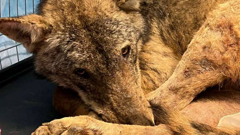 Russi, lupo salvato e ricoverato alla clinica veterinaria