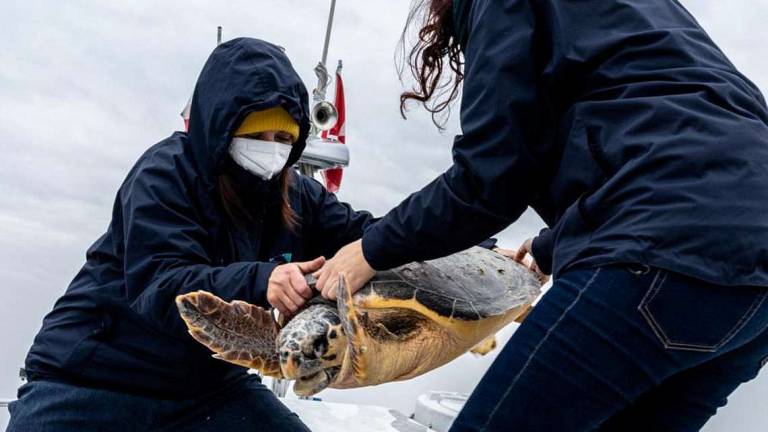 Fondazione Cetacea: 11 tartarughe recuperate in 7 giorni