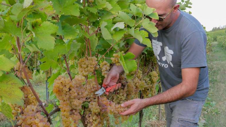 Cali produttivi e rincari: vendemmia romagnola a metà