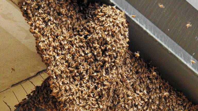 Rimini, sciame di 40mila api in ospedale: Grazie all'apicoltore