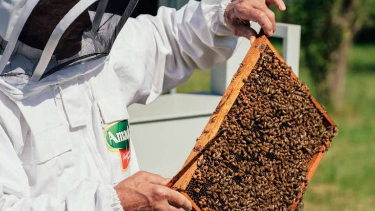Trecentomila api adottate per tutelare la biodiversità