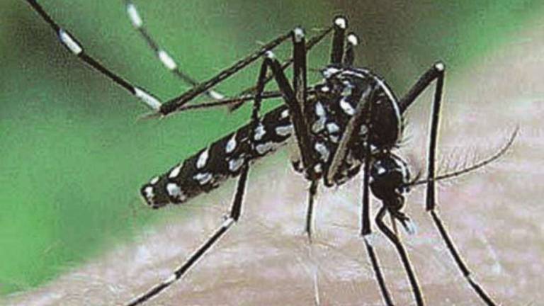 Cesena, piano anti-zanzare per difendersi da tre virus