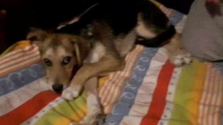 San Marino, cani morti avvelenati: Torna l'incubo di 11 anni fa