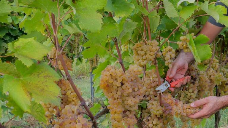 Imola, vendemmia al via ma coi tempi di un tempo