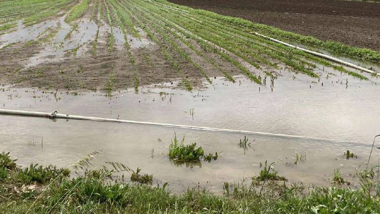 Rimini, colture asfissiate dall'acqua o erose dalle frane in collina