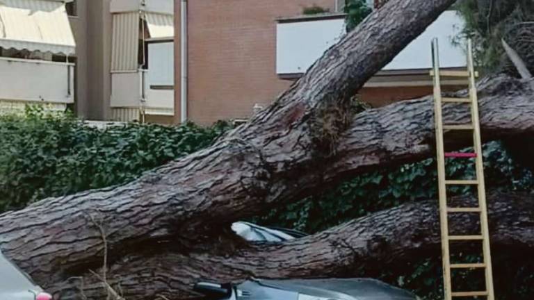 Rimini, ti taglio la testa: un albero sull'auto innesca una richiesta di risarcimento da 100mila euro
