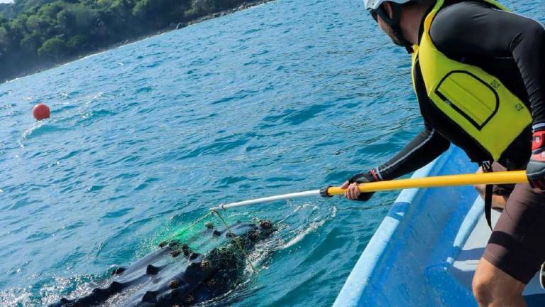 Lucio, nuova impresa del riccionese che salva le balene in Messico