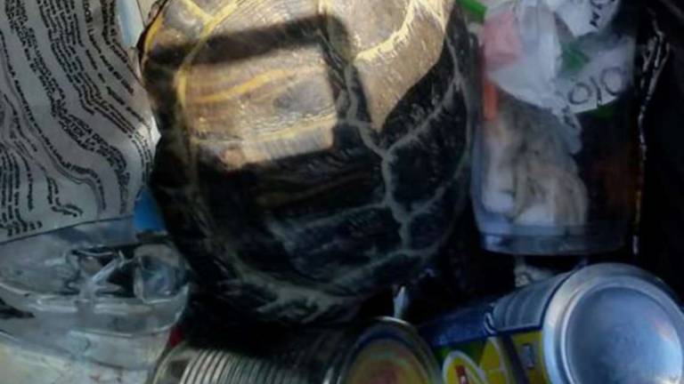 Tartaruga gettata tra i rifiuti: salvata a Bellaria da un passante
