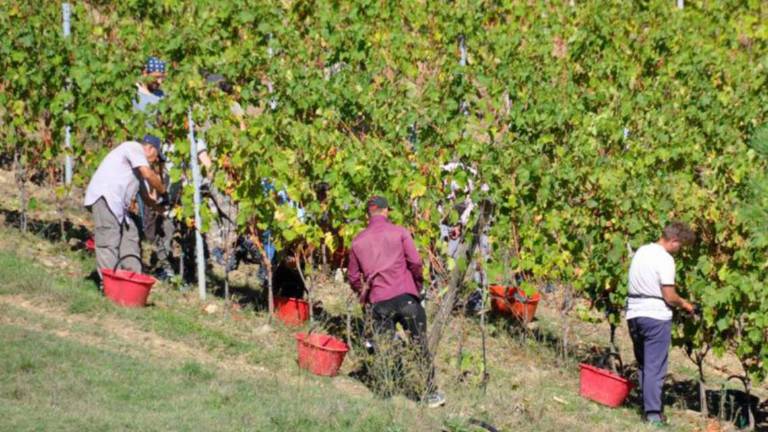 Cesena: caldo senza record ma che crea danni alle coltivazioni agricole