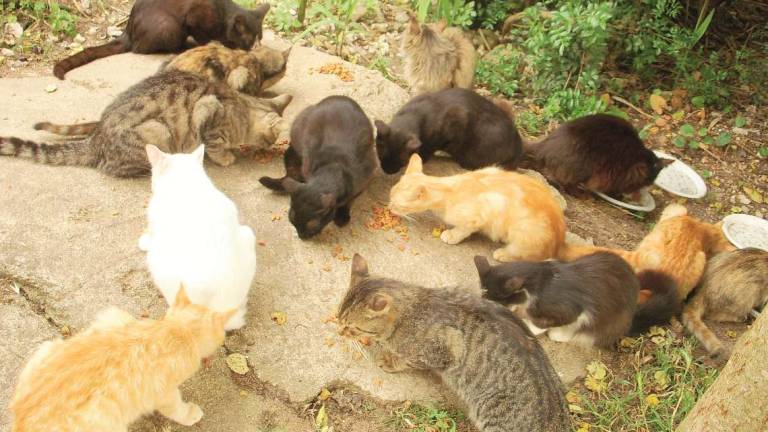 Per i gatti randagi albo speciale di veterinari a Cesenatico