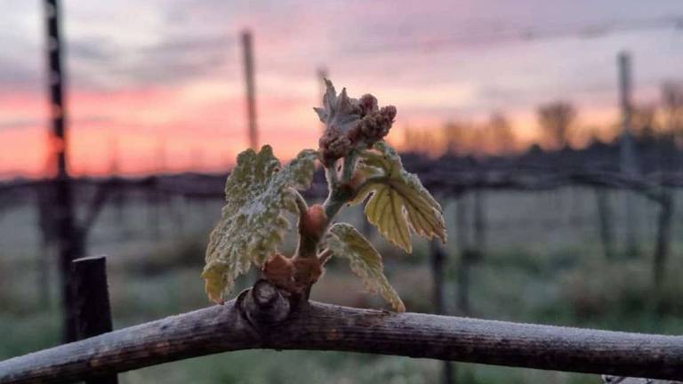 Ravenna, agricoltori in ginocchio per le gelate tardive