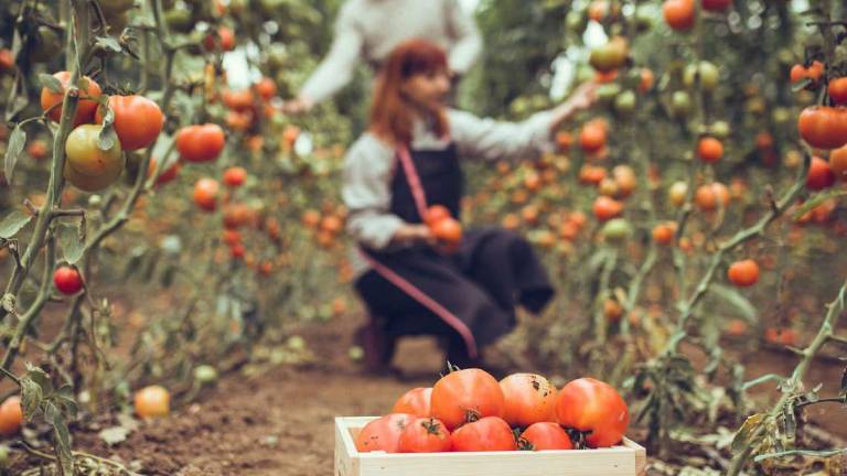 A Rimini terreni coltivati in calo ma produzione in aumento