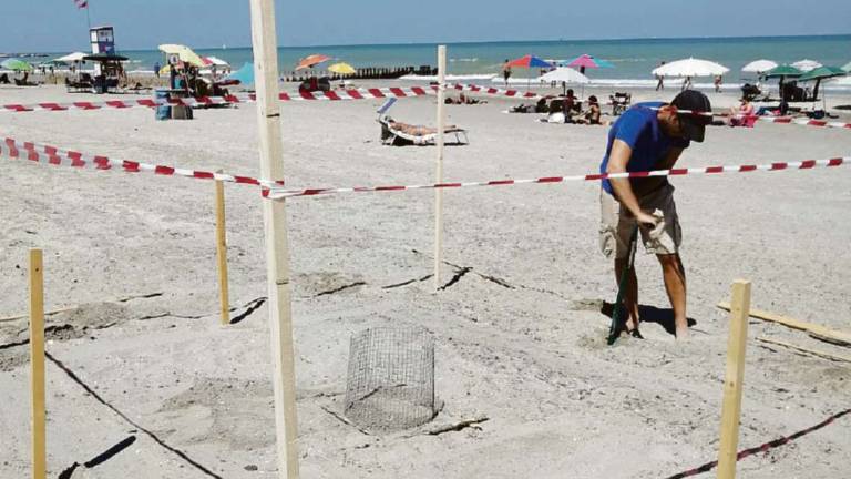 Milano Marittima, se la tartaruga sceglie la riviera come nido