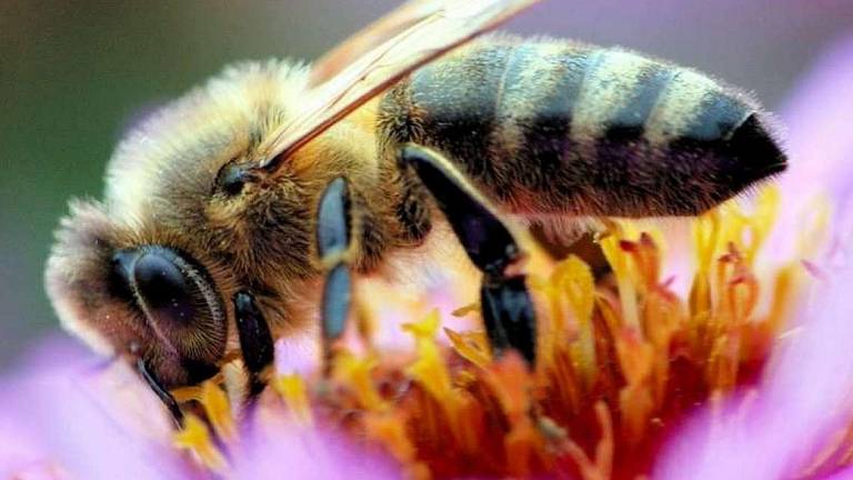 L’ape lascia “lo zampino” nel miele