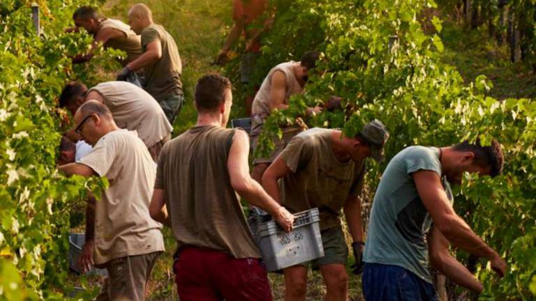 Ravenna, il caldo anticipa la vendemmia. Uva raccolta di notte