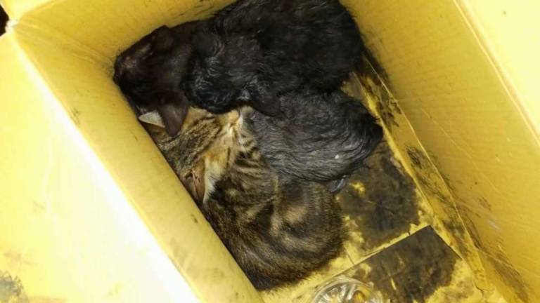 Savignano: gatti salvati dal fuoco, il padrone arrestato per droga
