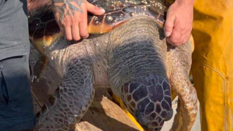 Clima, pesca, plastica: i pericoli per le tartarughe