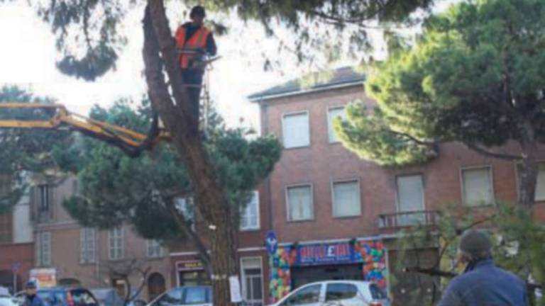 Ravenna, saranno piantati nuovi alberi in via Maggiore